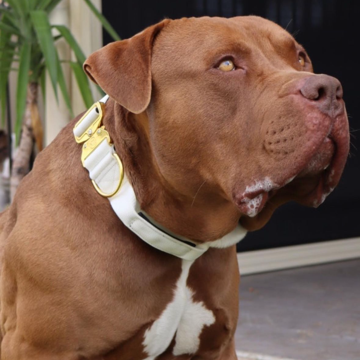 The Kingswood Collar
