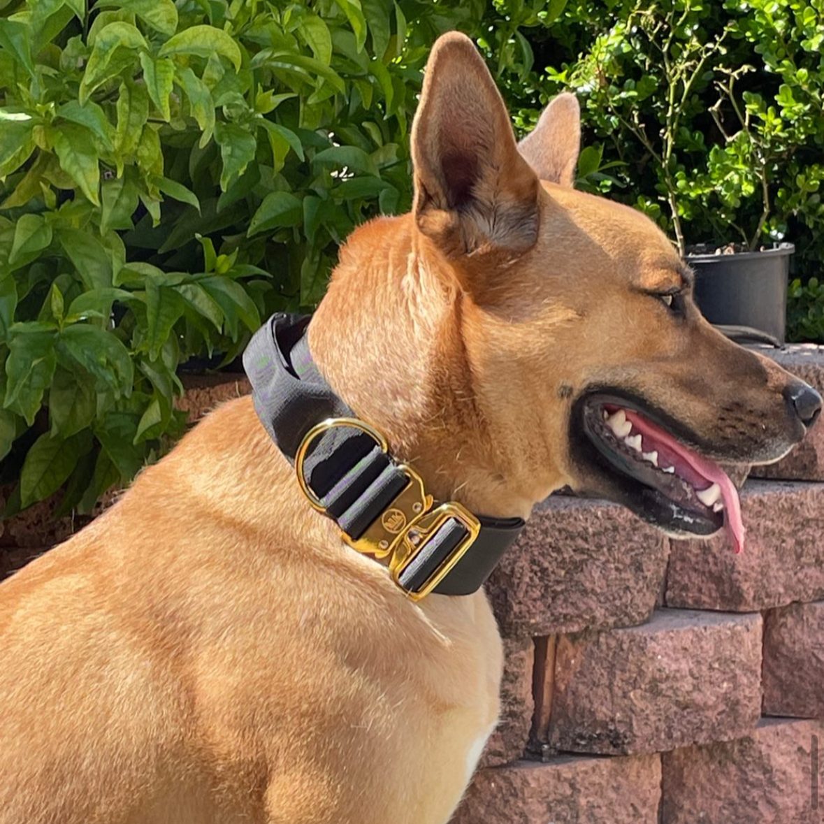 The Kingswood Collar